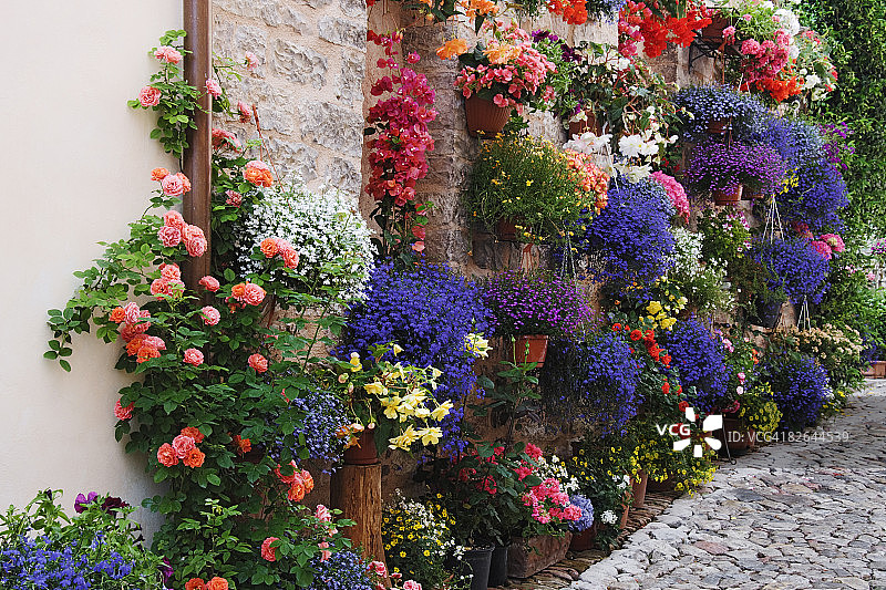 悬挂的植物和花卉图片素材