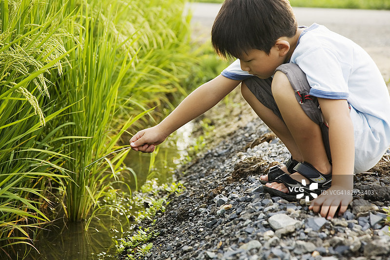 男孩在稻田边玩耍图片素材