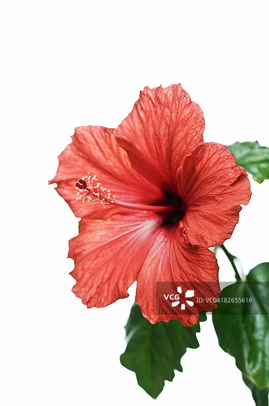白色背景上的红色芙蓉花图片素材