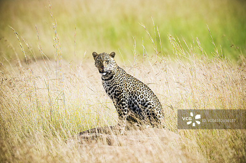 长草中的非洲豹图片素材