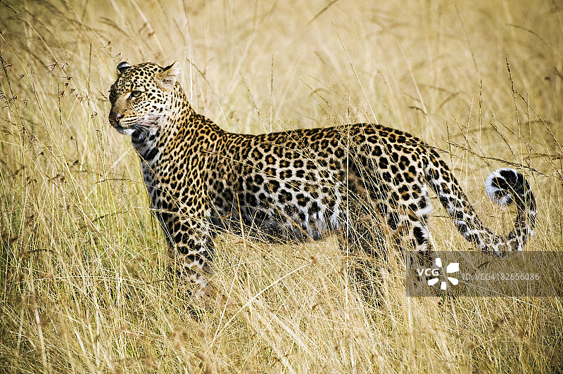 长草中的非洲豹图片素材