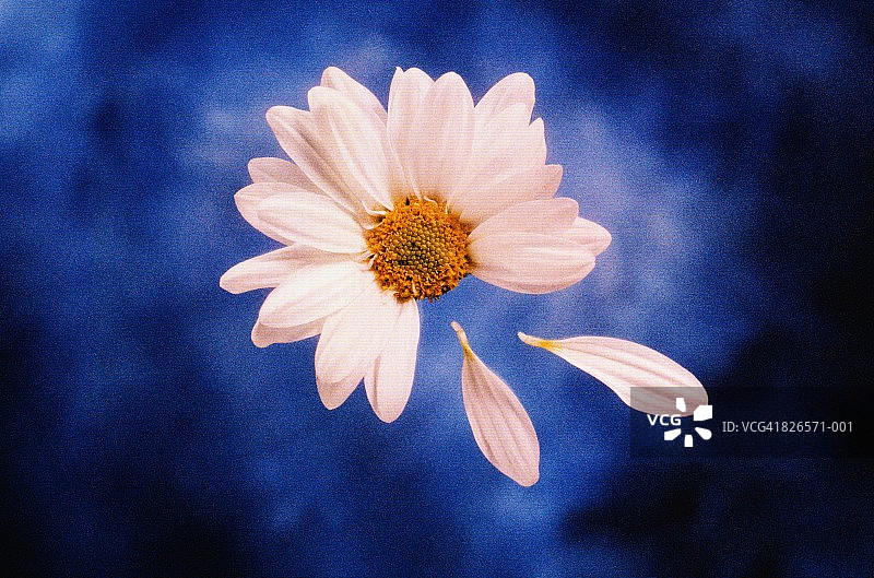 花瓣凋零的玛格丽特花（木茼蒿）图片素材