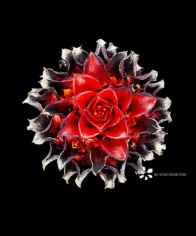 姜花顶部图片素材