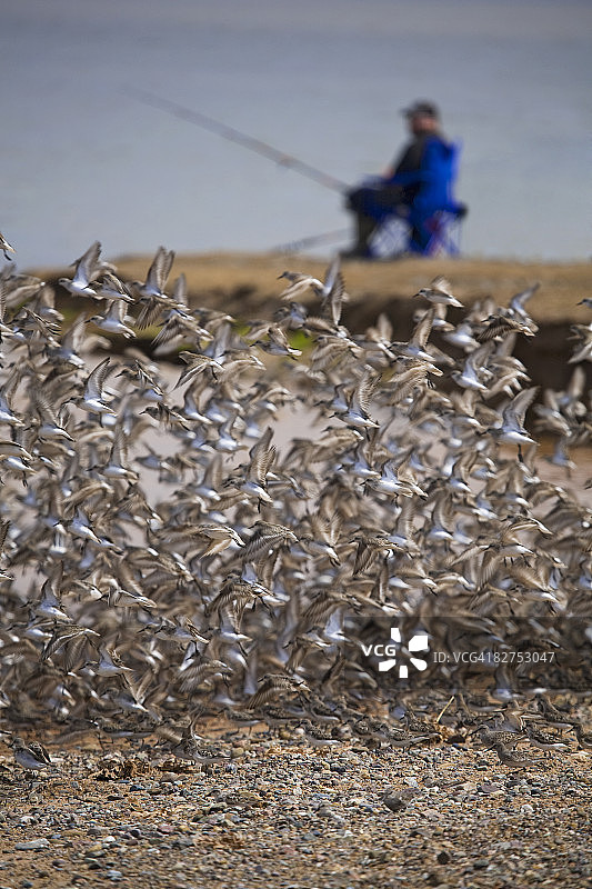 迁徙中的半蹼鹬，渔夫图片素材