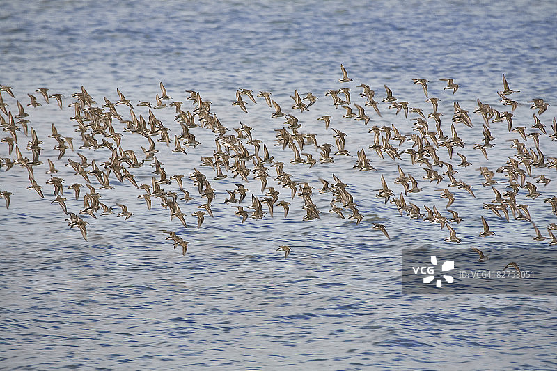 半蹼滨鹬迁徙图片素材