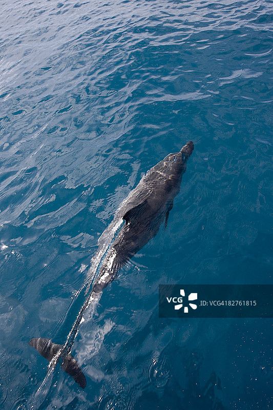 南太平洋的飞旋海豚图片素材