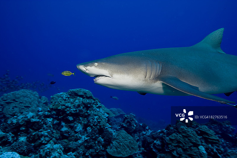 柠檬鲨图片素材