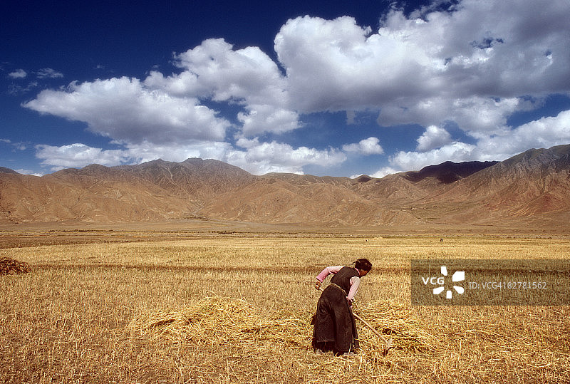 藏族群众在耙小麦图片素材