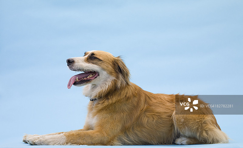 混种犬图片素材