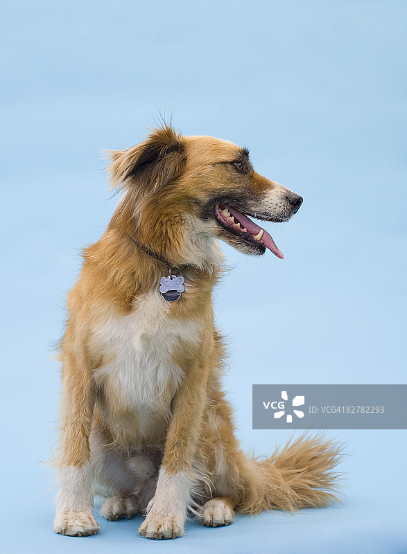 混种犬图片素材