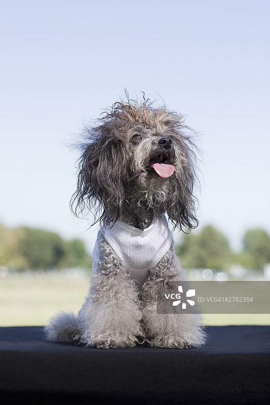 穿着T恤的玩具贵宾犬图片素材