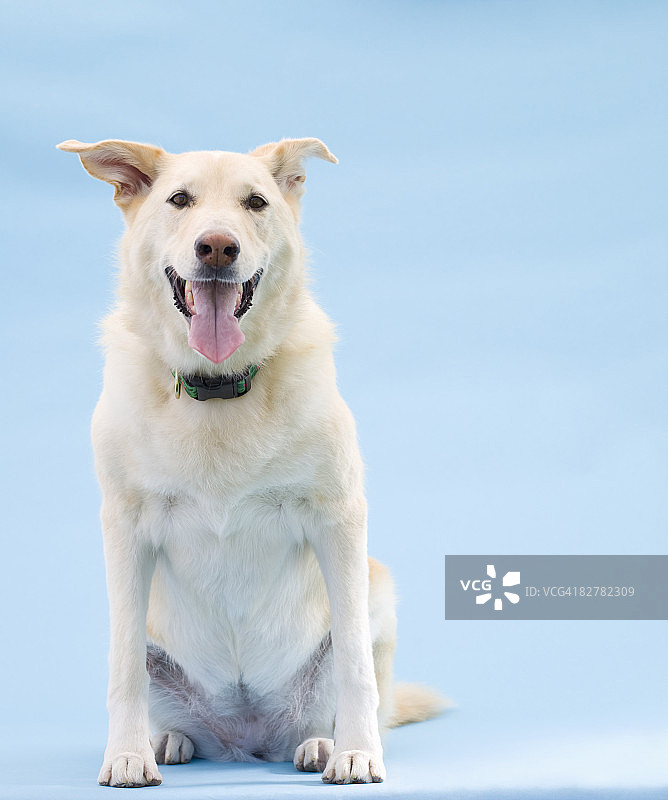 混种犬图片素材