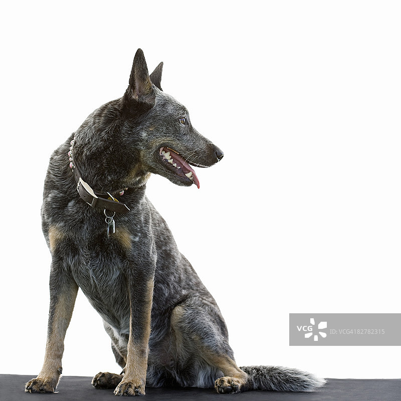 混种犬图片素材