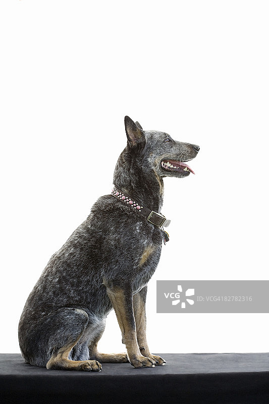 混种犬图片素材