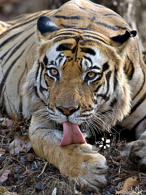 孟加拉虎（Panthera tigris），印度班达迦图片素材