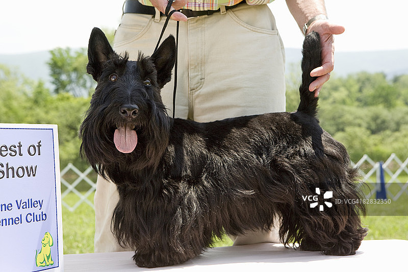 苏格兰梗犬肖像，最佳展示犬图片素材