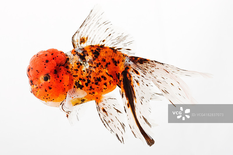 玳瑁狮头金鱼图片素材