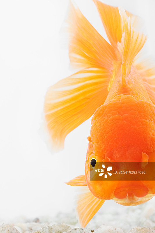 橙色狮头金鱼图片素材