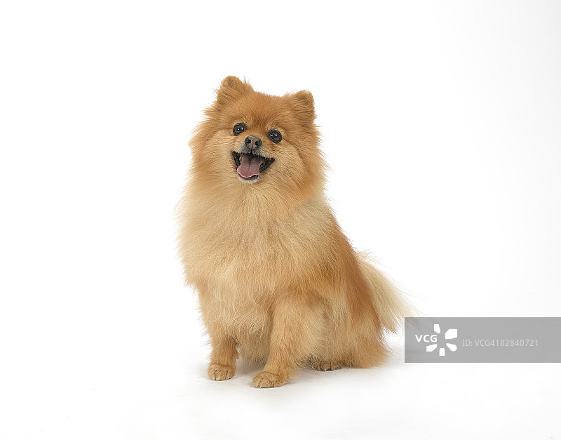 白色背景上的狗61图片素材