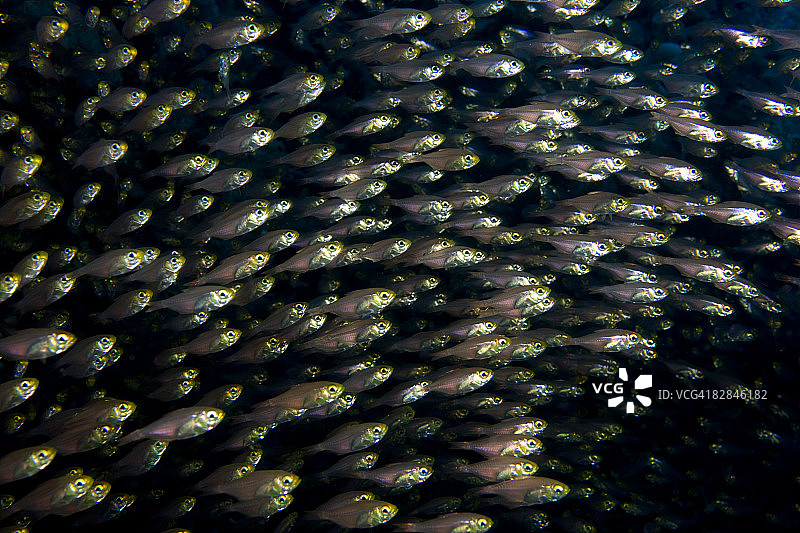 金色扫帚鱼图片素材