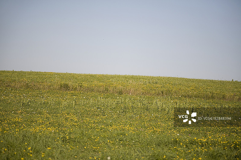 阳光明媚的鲜花山坡图片素材