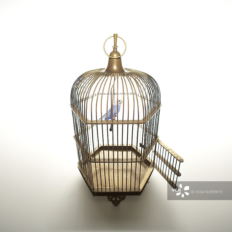 笼子里有敞开门的蓝色小鸟图片素材
