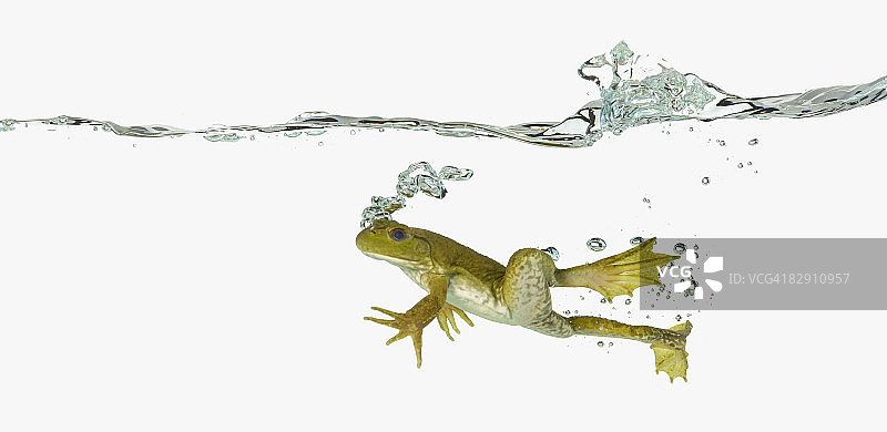 青蛙跳入水中图片素材