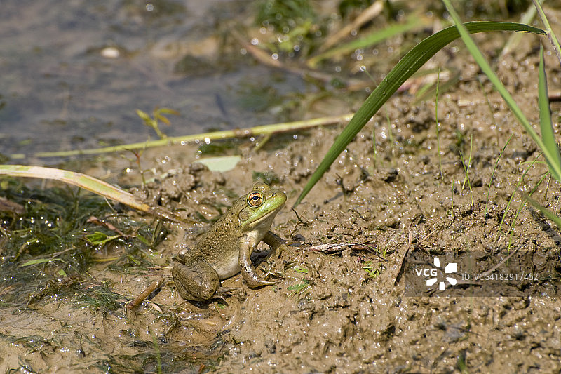 绿青蛙图片素材
