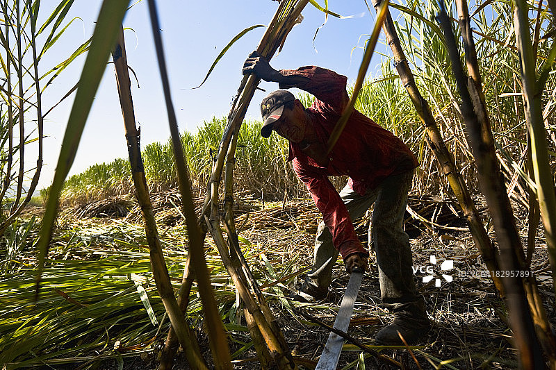 墨西哥圣路易斯波托西州：农民在田间收获甘蔗图片素材