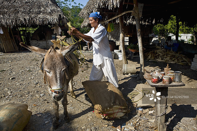墨西哥韦拉克鲁斯州帕潘特拉，中年男人将一袋玉米装在驴子上图片素材