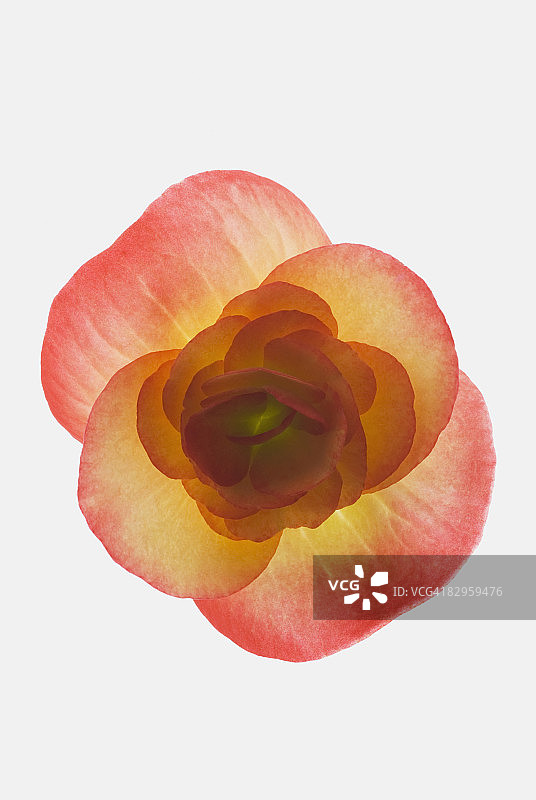 花的特写图片素材