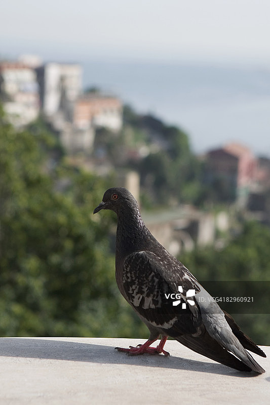 意大利坎帕尼亚萨莱诺阿马尔菲海岸的鸽子特写图片素材