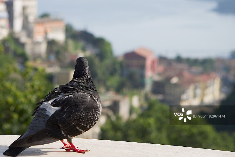 意大利坎帕尼亚萨莱诺阿马尔菲海岸的鸽子特写图片素材