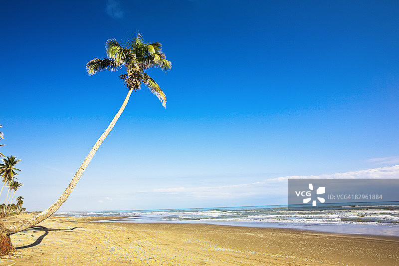 墨西哥韦拉克鲁斯帕潘特拉牧场海滩棕榈树图片素材