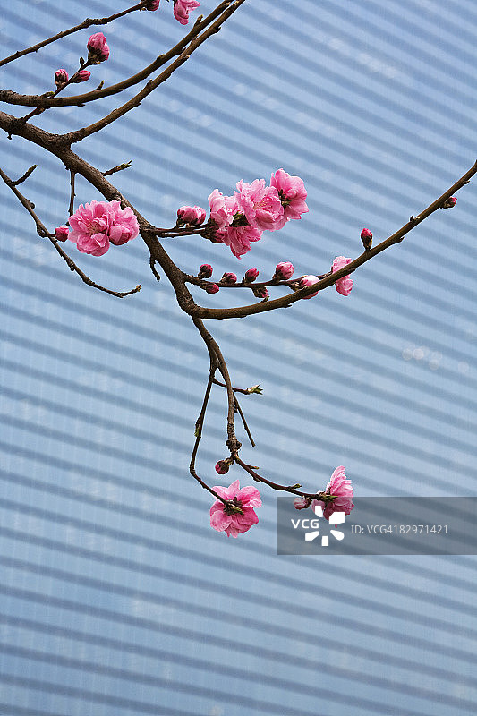 以建筑物为背景的樱花图片素材