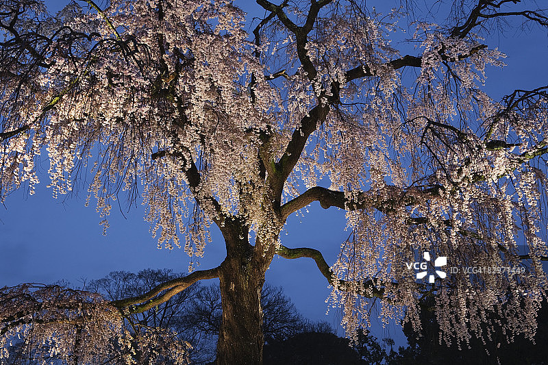 暮光下的樱花树图片素材