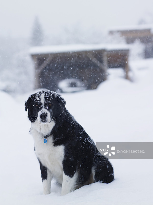 雪中坐着的牧羊犬图片素材