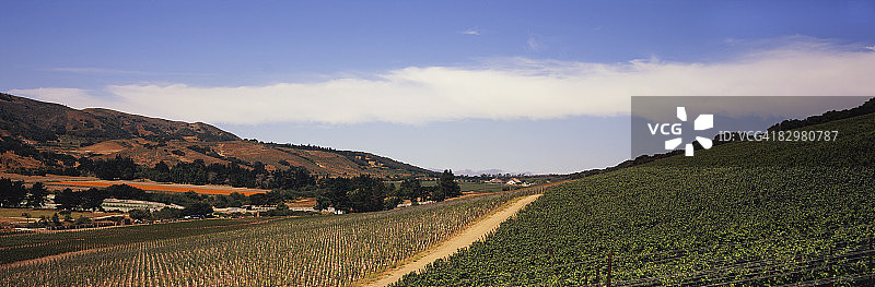 从山坡葡萄园眺望的景色图片素材