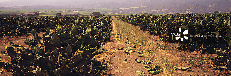 可食用仙人掌行图片素材