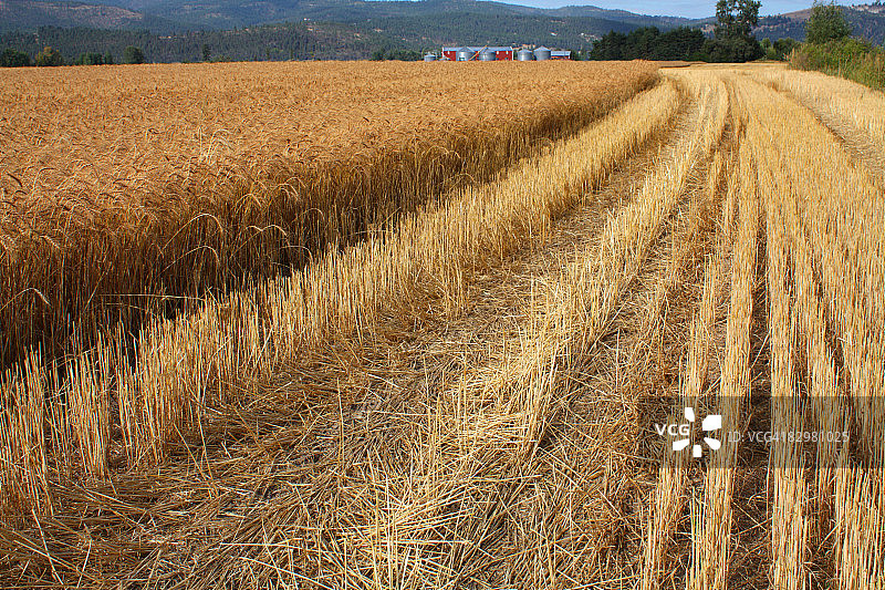 麦田收割图片素材