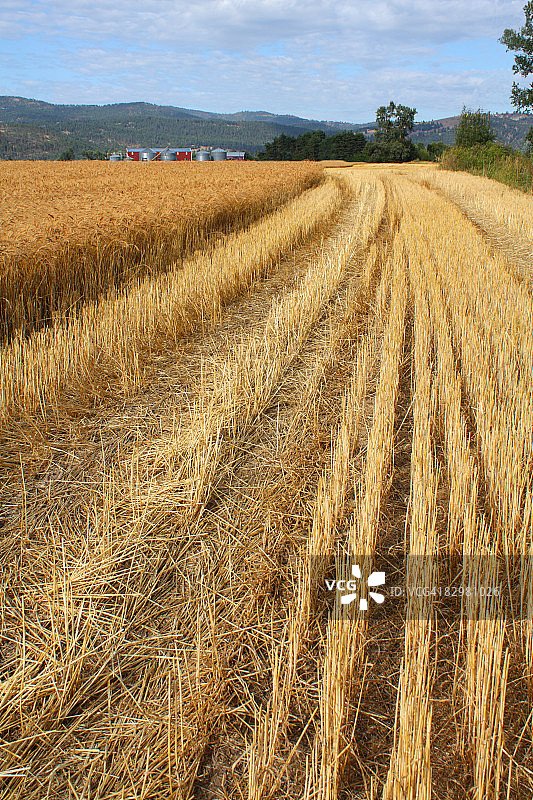 小麦丰收图片素材