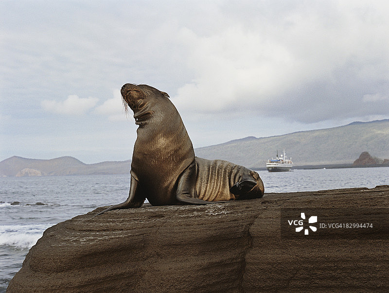 海边岩石上的湿海豹图片素材