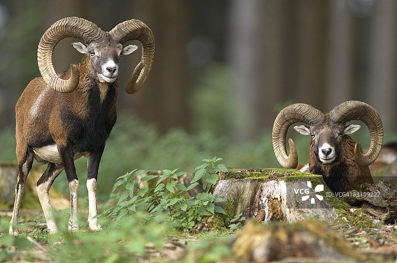 森林里的两个穆弗隆图片素材