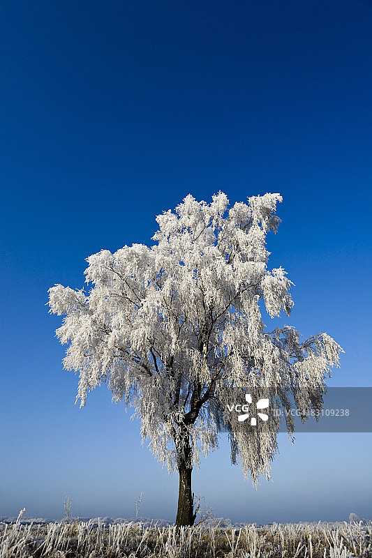 德国下萨克森州瓦伦多夫的雪树图片素材