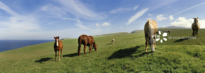 在蓝天小岛上吃草的野马图片素材