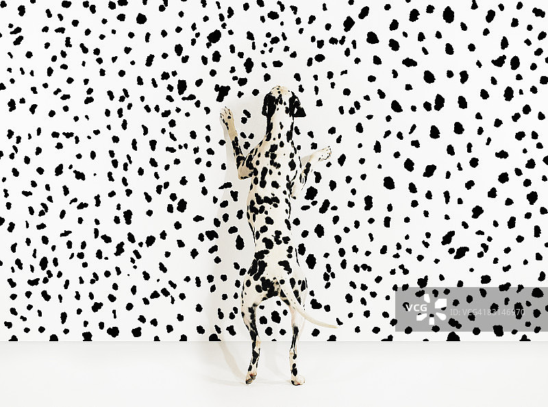 반점이 있는 달마시안 개图片素材