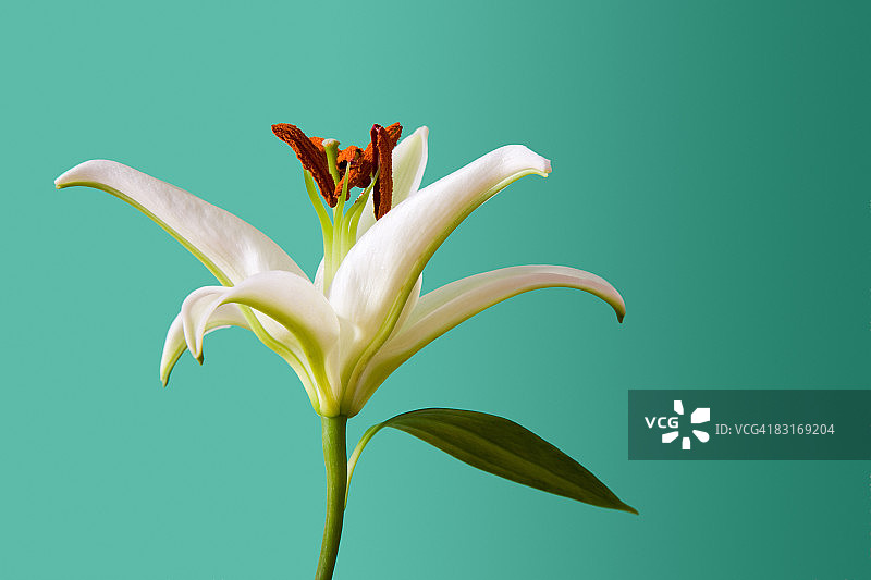 孤立的百合花图片素材