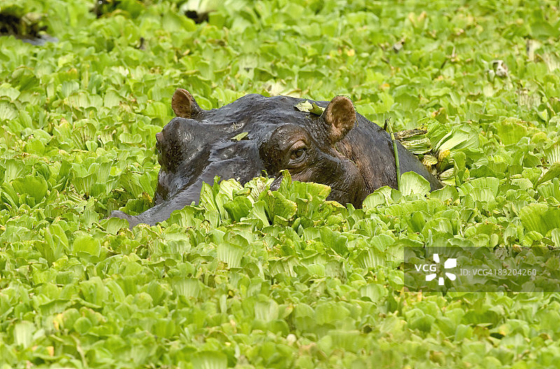 坦桑尼亚卡塔维国家公园：浸没在水中的河马图片素材