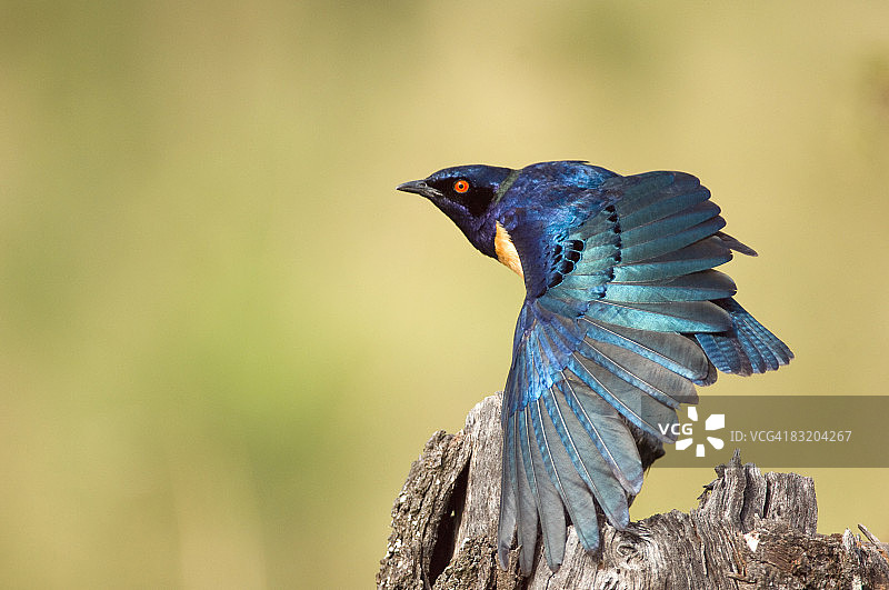 希氏椋鸟（Lamprotornis hildebrandti），马赛马拉，肯尼亚图片素材
