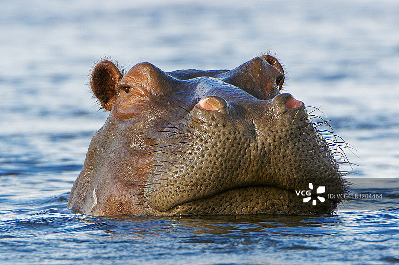 河马在水中窥视特写，博茨瓦纳奥卡万戈三角洲图片素材